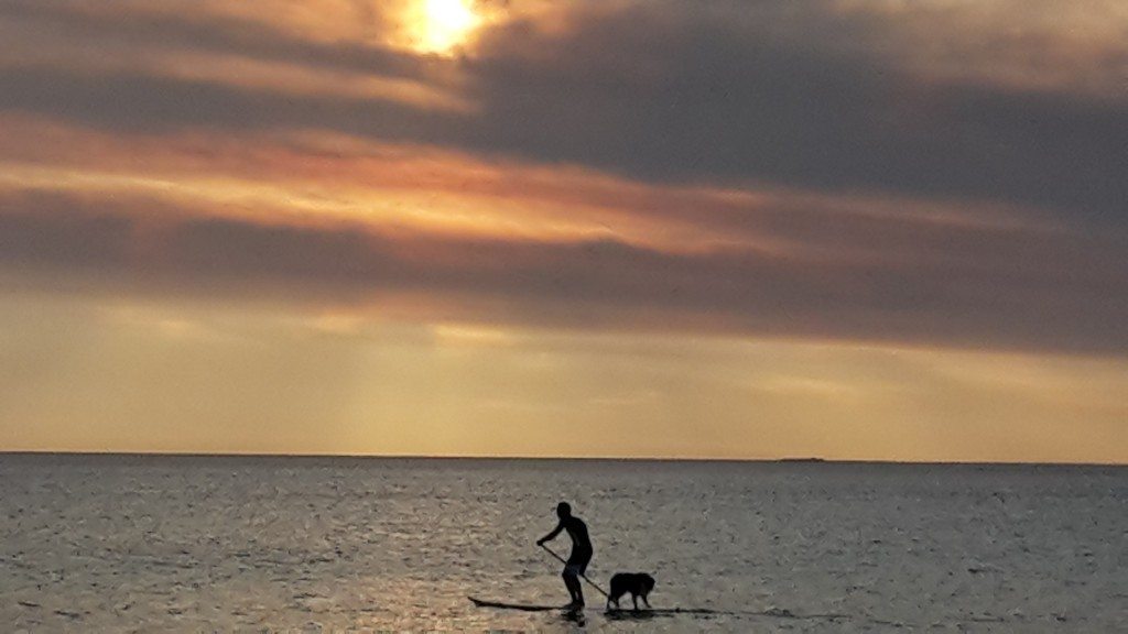 paddle boarder and dog