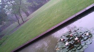 water lilies in a hail storm