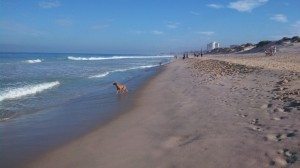 Scarborough dog beach