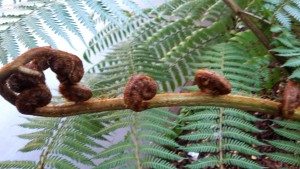 Koro fern