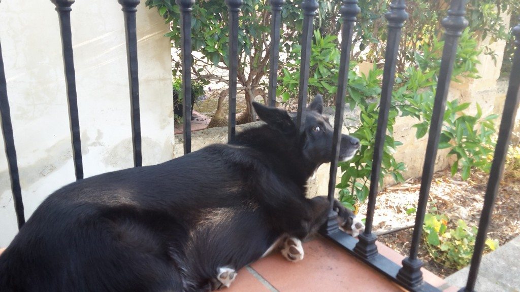 Black dog on balcony 