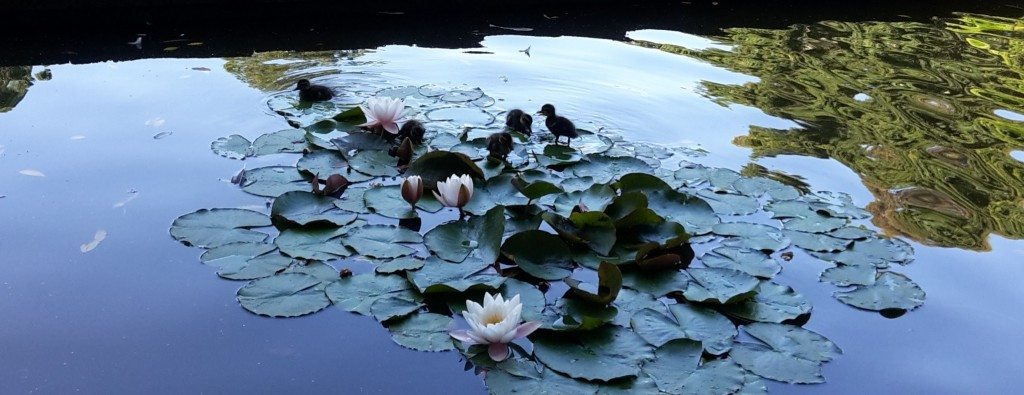 Ducklings on waterlily