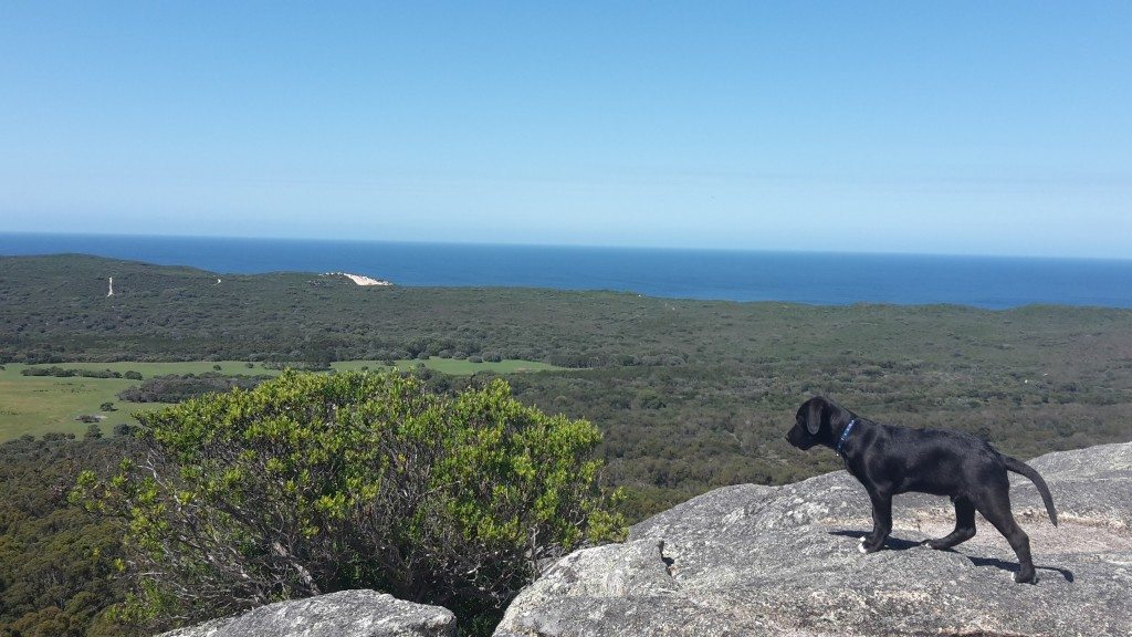 Ori on edge of Monkey Rock