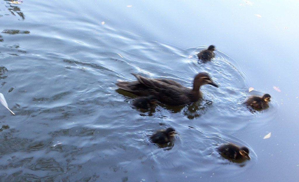 UWA ducks