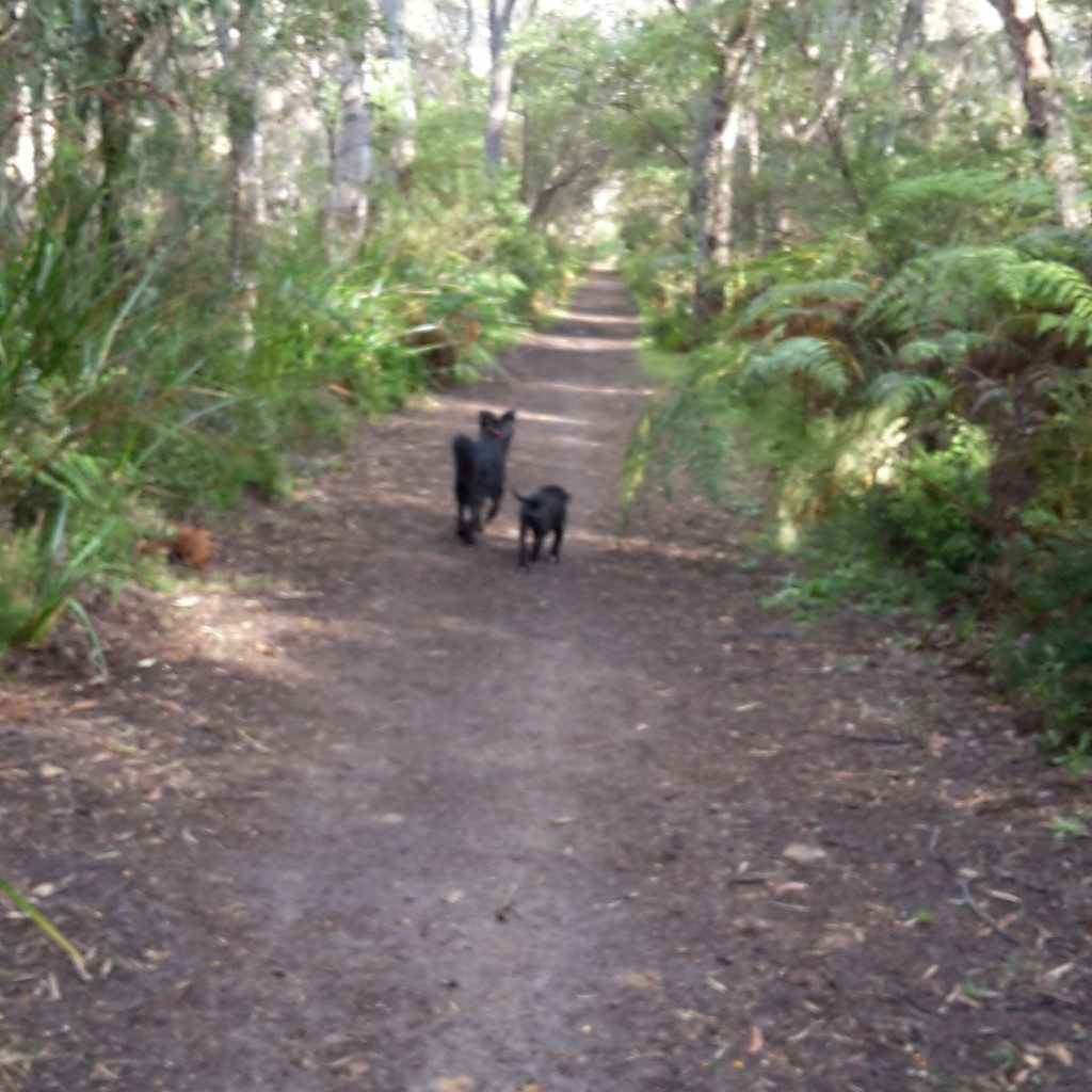 Walk with Willow & Ori