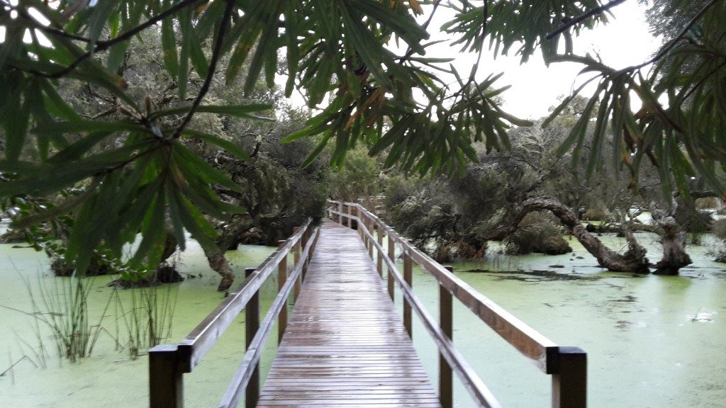 Denmark Wetland bridge