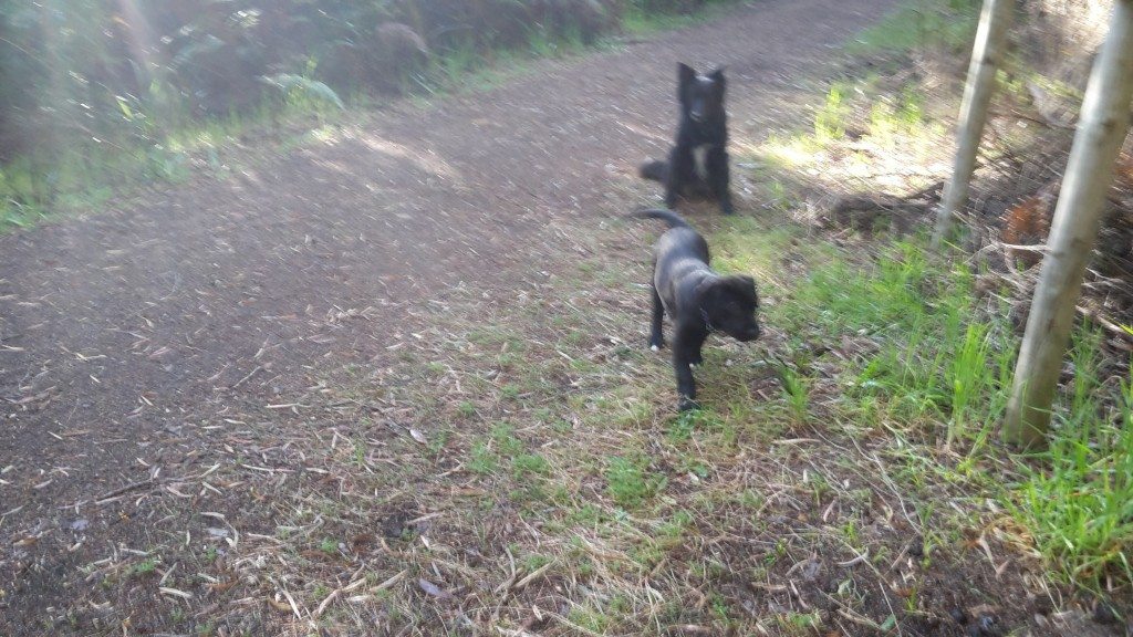 Walking mates: Willow and Ori