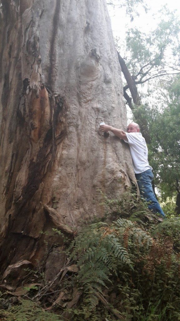 Two way tree hug