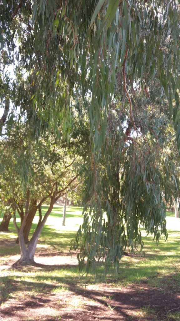 Amongst the gum trees