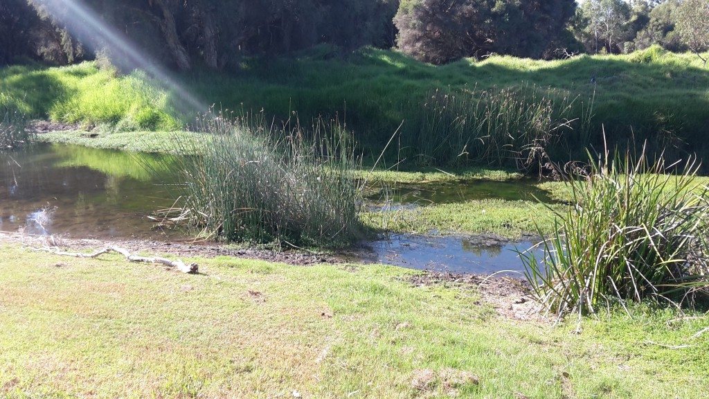 Wetland