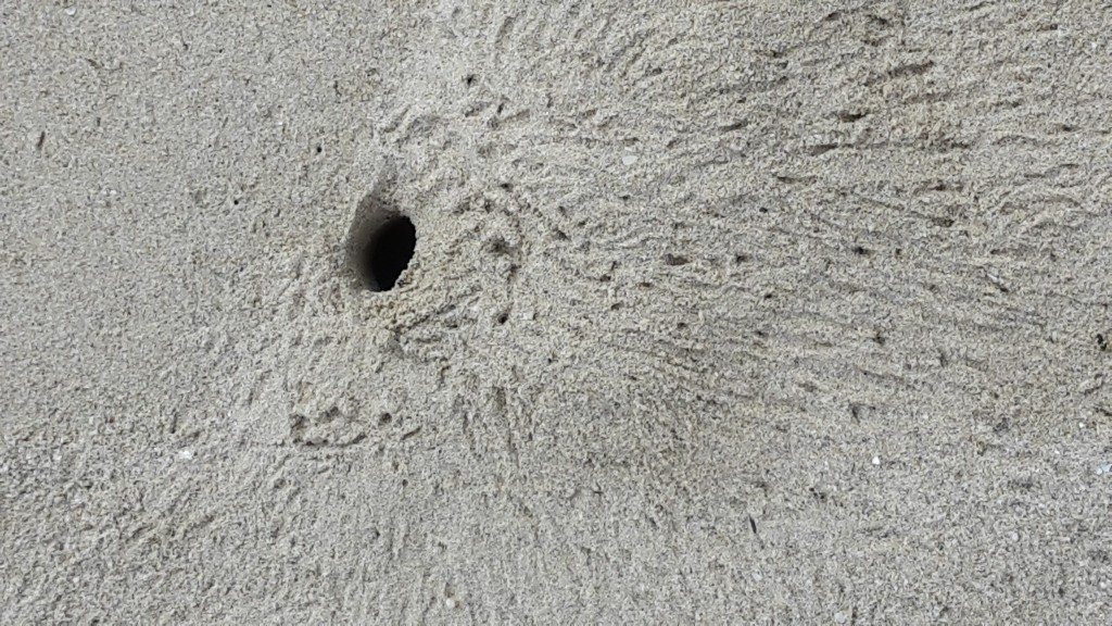 Beach creatures hole home