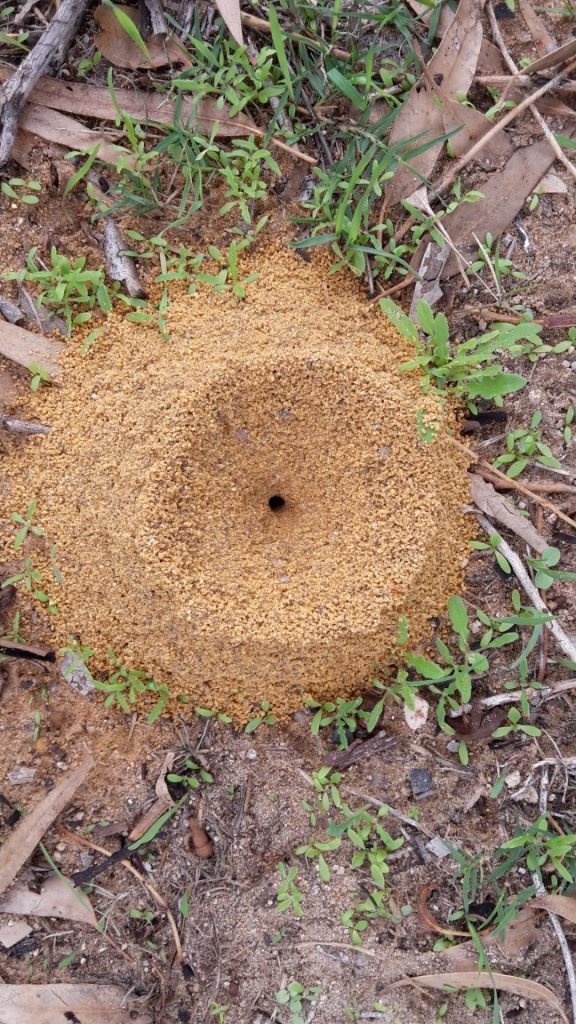 Ants Nest