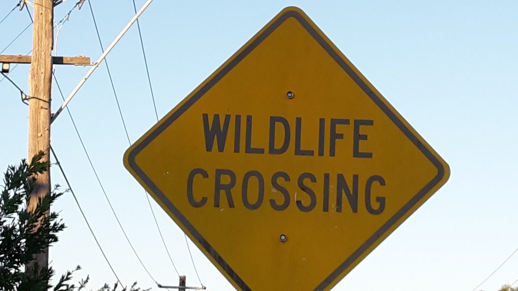 Wild life crossing